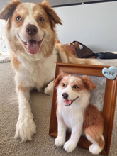 将图片加载到图库查看器，‌Custom Woolen Felt Pet Frame - Uniquely Yours!‌